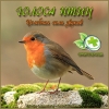 Звуки природы - Голоса птиц